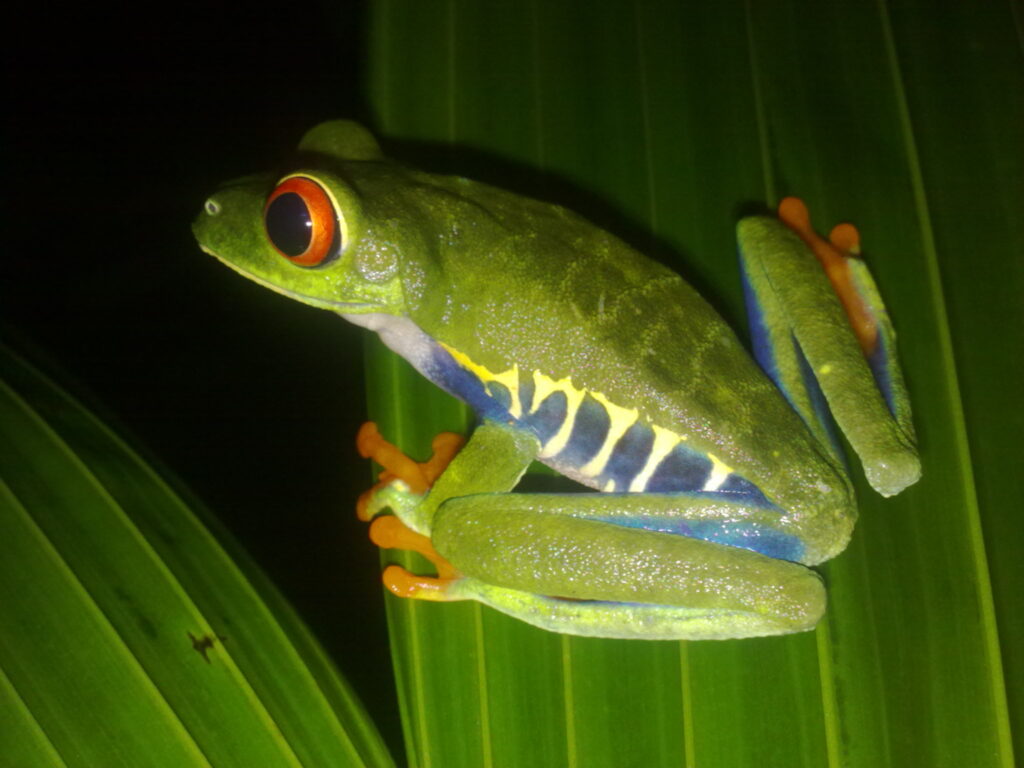 Agalychnis callidryas, Costa Rica