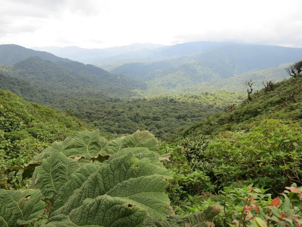 View of the Jungle, Monteverde, Costa Rica 